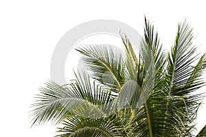 Isolated big coconut tree on White Background