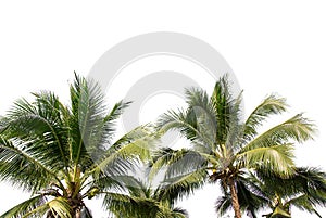 Isolated big coconut tree on White Background