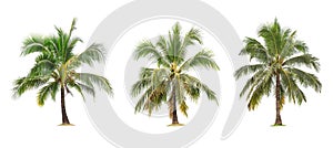 isolated big coconut tree on White Background.