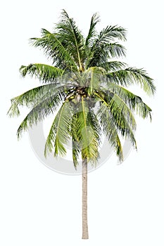 Isolated big coconut tree on White Background.