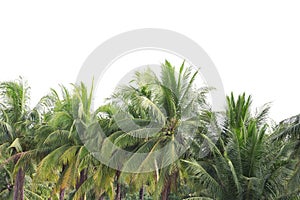 Isolated big coconut tree on White Background