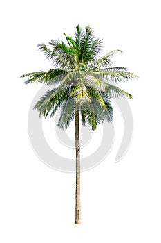 Isolated big coconut tree on White Background.