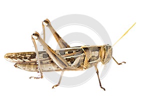 Isolated of big Grasshopper