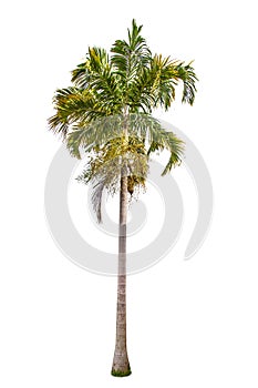 Isolated big Palm tree on White Background