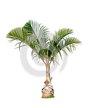 Isolated big palm tree on White Background.