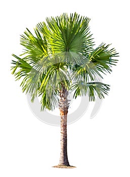 Isolated big palm tree on White Background.