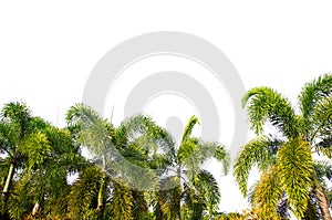 Isolated big palm tree on White Background