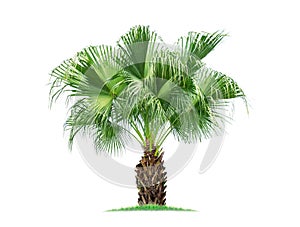 Isolated big palm tree on White Background.