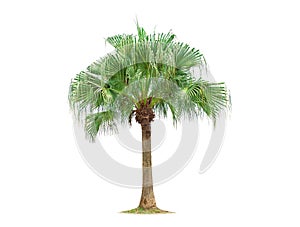 isolated big palm tree on White Background.