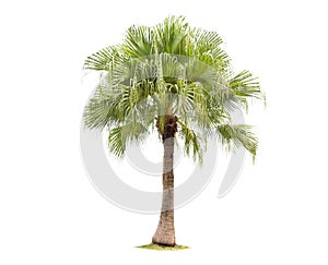 Isolated big palm tree on White Background.