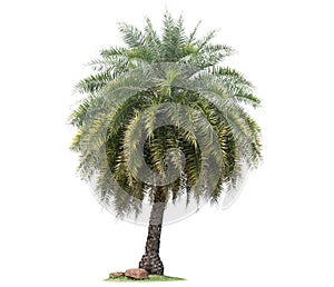 isolated big palm tree on White Background.