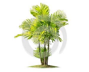 Isolated big palm tree on White Background.