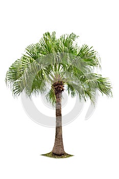 Isolated big palm tree on White Background.