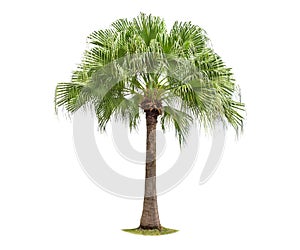 Isolated big palm tree on White Background.
