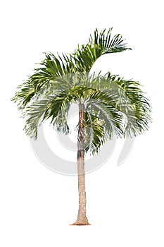 Isolated big palm tree on White Background