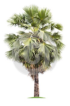 Isolated big palm tree on White Background