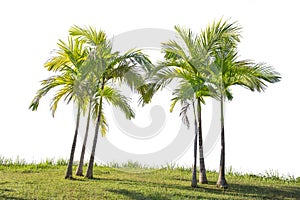 Isolated big palm tree on White Background