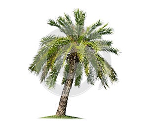 Isolated big palm tree on White Background