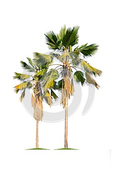 Isolated big palm tree on White Background