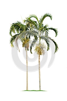 Isolated big palm tree on White Background