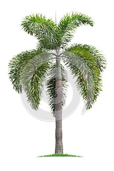 Isolated big palm tree on White Background