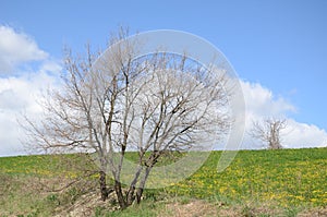 Isolated big tree in