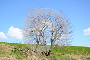 Isolated big tree in
