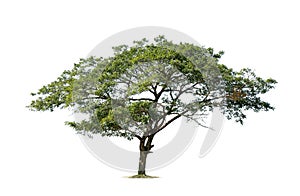 Isolated big tree on White Background.