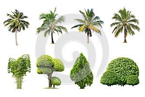 Isolated big tree on white background ,