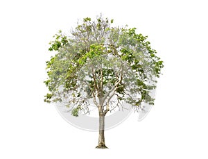 Isolated big tree on White Background