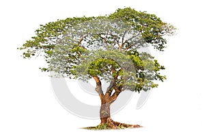 Isolated big tree on White Background