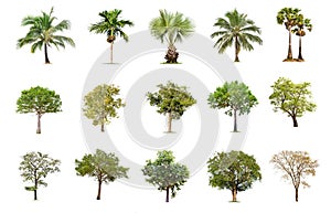 Isolated big tree on white background ,The collection of trees.