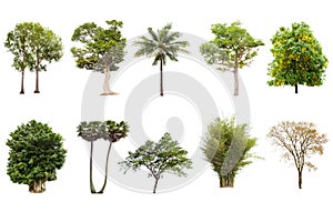 Isolated big tree on white background ,The collection of trees.