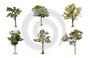 Isolated big tree on white background ,The collection of trees.