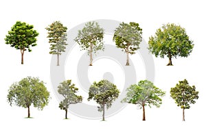 Isolated big tree on White Background. The collection of trees