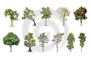 Isolated big tree on White Background. The collection of trees