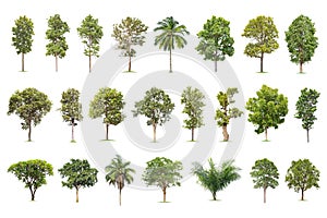 Isolated big tree on White Background. The collection of trees