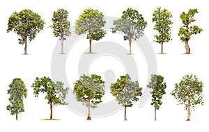 Isolated big tree on White Background. The collection of trees