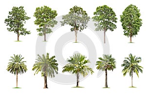 Isolated big tree on White Background. The collection of trees