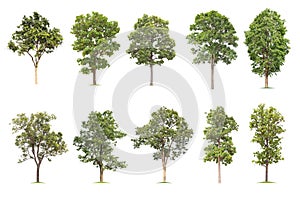 Isolated big tree on White Background. The collection of trees