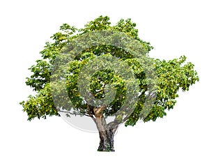 Isolated big tree on White Background.