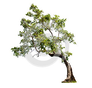 Isolated big tree on White Background.