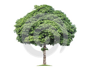 Isolated big tree on White Background