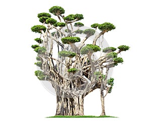 Isolated big tree on White Background