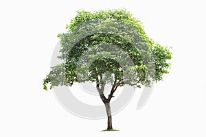 Isolated big tree on White Background. tropical trees isolated used for design, advertising and architecture