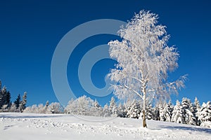 Isolated birch tree covered with fresh snow