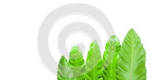 Isolated bird nest or Asplenium nidus fern leaves with clipping paths on white background