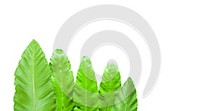 Isolated bird nest or Asplenium nidus fern leaves with clipping paths on white background