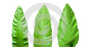 Isolated bird nest or Asplenium nidus fern leaves with clipping paths on white background