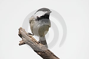 Isolated Bird On A Stump